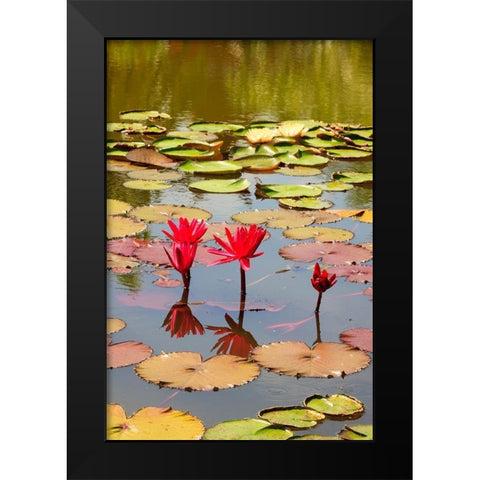 Thailand Royal Park Ratchaphruek Water lilies Black Modern Wood Framed Art Print by Haseltine, Tom