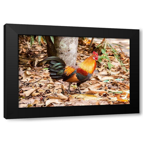 Thailand-Nong Khai Province Rooster Black Modern Wood Framed Art Print with Double Matting by Haseltine, Tom