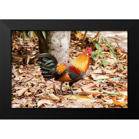 Thailand-Nong Khai Province Rooster Black Modern Wood Framed Art Print by Haseltine, Tom