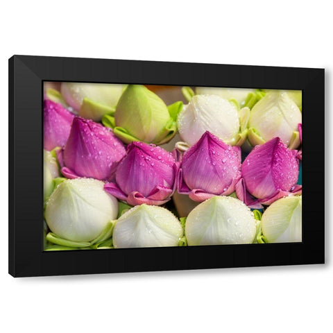 Chiang Mai- Thailand. Purple and white lotus flowers. Black Modern Wood Framed Art Print by Haseltine, Tom