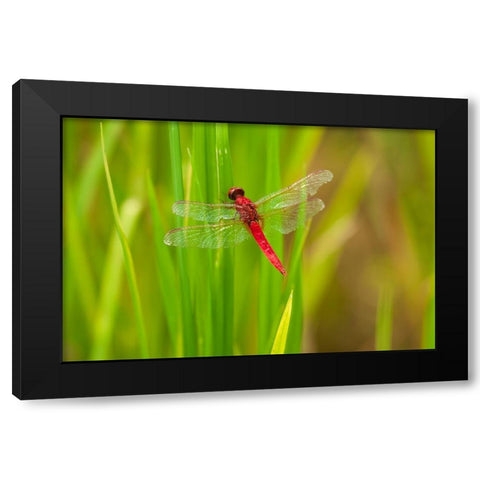 Chiang Mai- Thailand. Red Dragonfly- Orthetrum testaceum- also known as Scarlet Skimmer. Black Modern Wood Framed Art Print with Double Matting by Haseltine, Tom