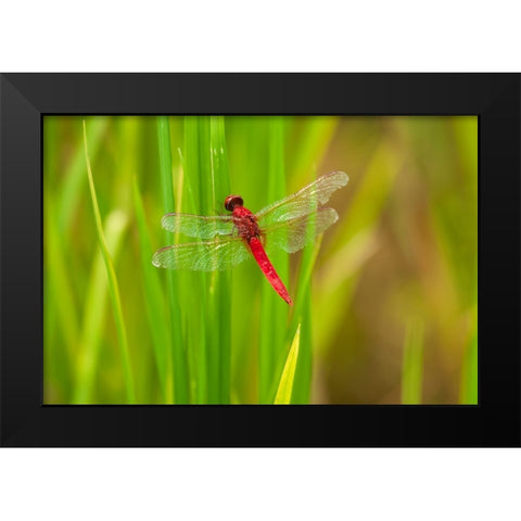 Chiang Mai- Thailand. Red Dragonfly- Orthetrum testaceum- also known as Scarlet Skimmer. Black Modern Wood Framed Art Print by Haseltine, Tom