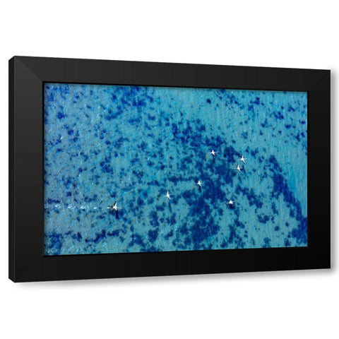 Flamingos flying at the Aegean coast-Turkey Black Modern Wood Framed Art Print by Kabas, Ali