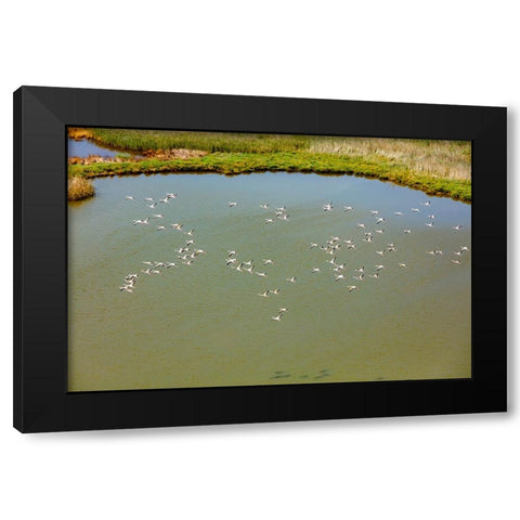 Flamingos flying in wetland on the Aegean coast-Turkey Black Modern Wood Framed Art Print with Double Matting by Kabas, Ali