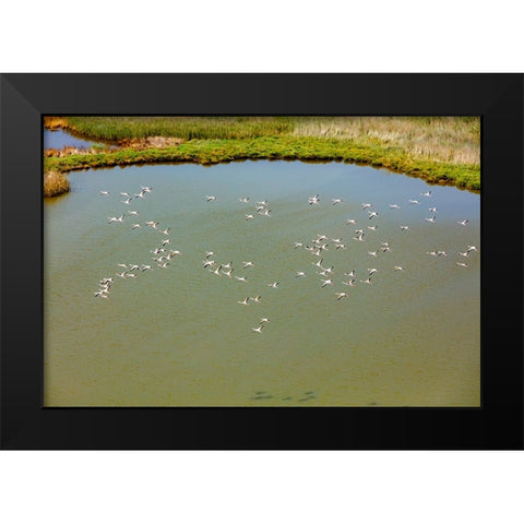 Flamingos flying in wetland on the Aegean coast-Turkey Black Modern Wood Framed Art Print by Kabas, Ali