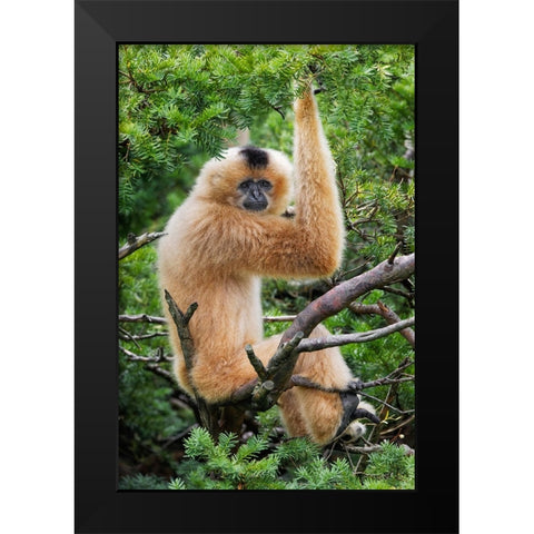 Buff-cheeked Gibbon-native to Laos-Vietnam-Cambodia Black Modern Wood Framed Art Print by Jones, Adam