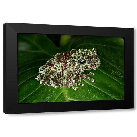 Vietnamese mossy frog Black Modern Wood Framed Art Print by Jones, Adam