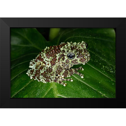 Vietnamese mossy frog Black Modern Wood Framed Art Print by Jones, Adam