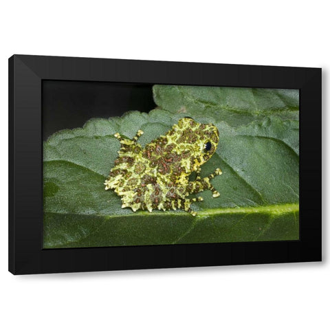Southeast Vietnam Mossy tree frog on leaf Black Modern Wood Framed Art Print by Zuckerman, Jim