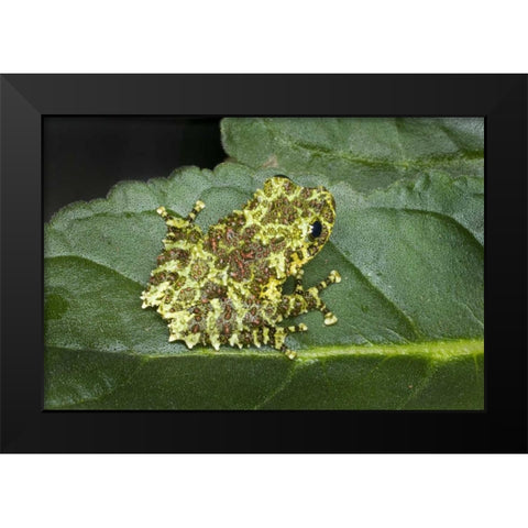 Southeast Vietnam Mossy tree frog on leaf Black Modern Wood Framed Art Print by Zuckerman, Jim