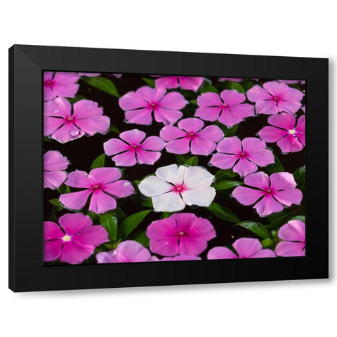 Asia-Vietnam-Mui Ne Pink and white flowers floating on water Black Modern Wood Framed Art Print with Double Matting by Merrill Images