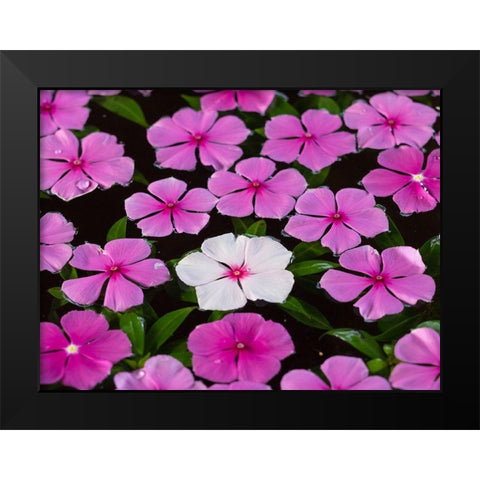 Asia-Vietnam-Mui Ne Pink and white flowers floating on water Black Modern Wood Framed Art Print by Merrill Images