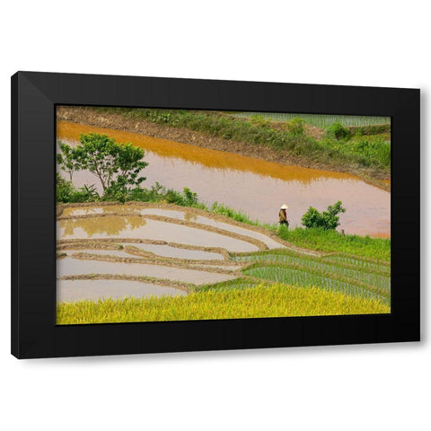 Vietnam -Rice paddies in the highlands of Sapa Black Modern Wood Framed Art Print by Norring, Tom