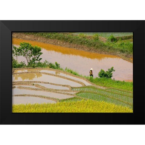 Vietnam -Rice paddies in the highlands of Sapa Black Modern Wood Framed Art Print by Norring, Tom