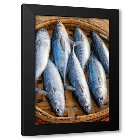 Vietnam-Mackerels from the nights catch on the beach at Hoi An Black Modern Wood Framed Art Print with Double Matting by Norring, Tom