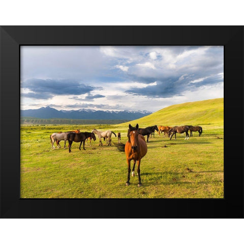 Horses for the production of milk-kumys and meat A typical farm on the Suusamyr plain-a high valley Black Modern Wood Framed Art Print by Zwick, Martin