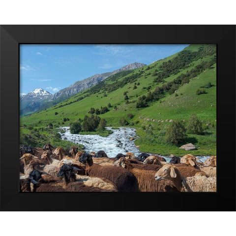 Sheep drive to their high altitude summer pasture National Park Besch Tasch Black Modern Wood Framed Art Print by Zwick, Martin