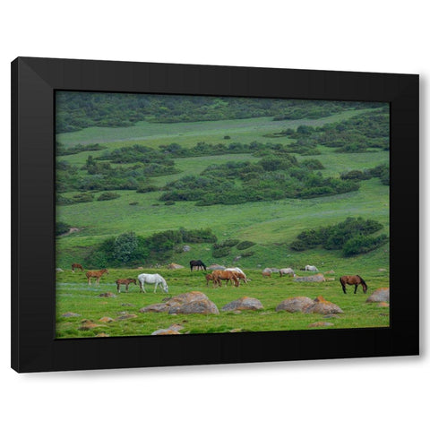 Horses on their summer pasture National Park Besch Tasch in the Talas Alatoo mountain range Black Modern Wood Framed Art Print by Zwick, Martin