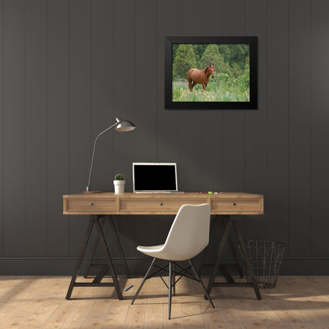 Horses on their summer pasture National Park Besch Tasch in the Talas Alatoo mountain range Black Modern Wood Framed Art Print by Zwick, Martin