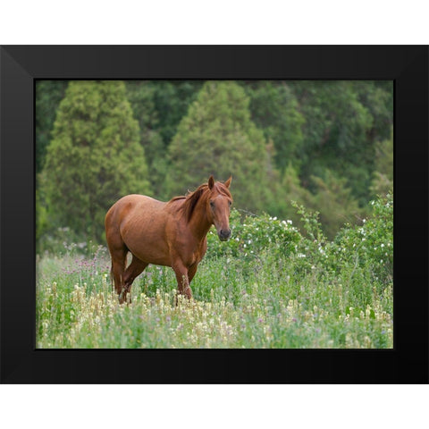 Horses on their summer pasture National Park Besch Tasch in the Talas Alatoo mountain range Black Modern Wood Framed Art Print by Zwick, Martin