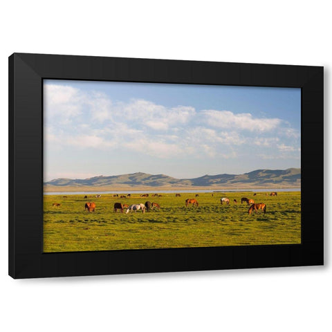 Horses on their mountain pasture at lake Song Kol  Black Modern Wood Framed Art Print with Double Matting by Zwick, Martin