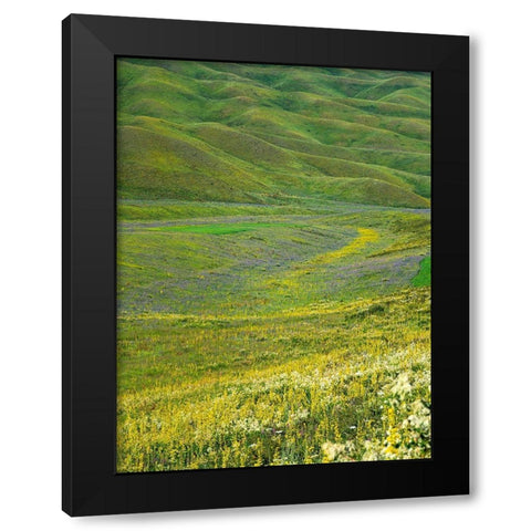 Wildflower meadow near the mountain road from Kazarman to mountain pass Urum Basch Ashuusu in the  Black Modern Wood Framed Art Print with Double Matting by Zwick, Martin