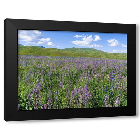 Wildflower meadow near the mountain road from Kazarman to mountain pass Urum Basch Ashuusu in the  Black Modern Wood Framed Art Print with Double Matting by Zwick, Martin