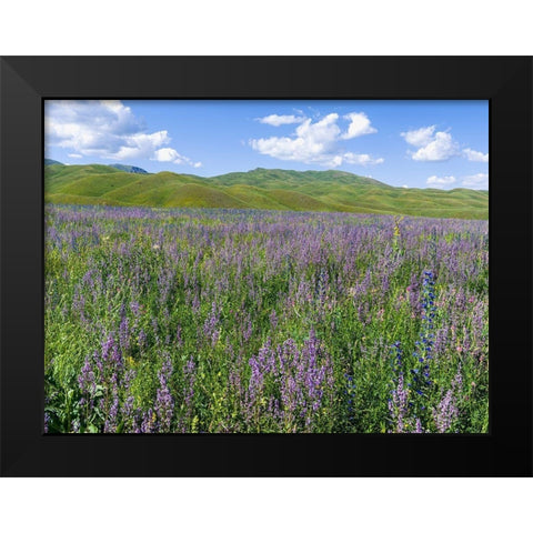 Wildflower meadow near the mountain road from Kazarman to mountain pass Urum Basch Ashuusu in the  Black Modern Wood Framed Art Print by Zwick, Martin