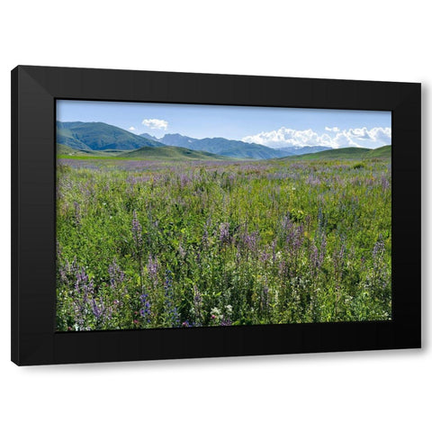 Wildflower meadow near the mountain road from Kazarman to mountain pass Urum Basch Ashuusu in the  Black Modern Wood Framed Art Print by Zwick, Martin