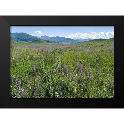 Wildflower meadow near the mountain road from Kazarman to mountain pass Urum Basch Ashuusu in the  Black Modern Wood Framed Art Print by Zwick, Martin