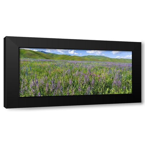 Wildflower meadow near the mountain road from Kazarman to mountain pass Urum Basch Ashuusu in the  Black Modern Wood Framed Art Print with Double Matting by Zwick, Martin