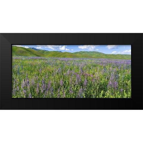 Wildflower meadow near the mountain road from Kazarman to mountain pass Urum Basch Ashuusu in the  Black Modern Wood Framed Art Print by Zwick, Martin