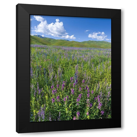 Wildflower meadow near the mountain road from Kazarman to mountain pass Urum Basch Ashuusu in the  Black Modern Wood Framed Art Print by Zwick, Martin