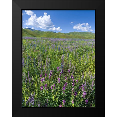 Wildflower meadow near the mountain road from Kazarman to mountain pass Urum Basch Ashuusu in the  Black Modern Wood Framed Art Print by Zwick, Martin