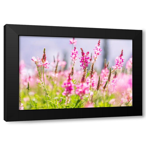 Sarytag-Sughd Province-Tajikistan Field of pink wildflowers in sunshine Black Modern Wood Framed Art Print by Wilson, Emily M.