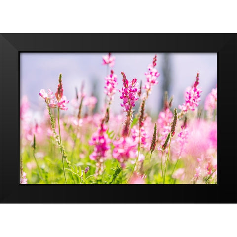Sarytag-Sughd Province-Tajikistan Field of pink wildflowers in sunshine Black Modern Wood Framed Art Print by Wilson, Emily M.