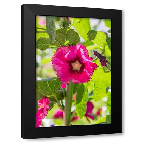 Sarytag-Sughd Province-Tajikistan Hollyhock blossoms in the mountains of Tajikistan Black Modern Wood Framed Art Print with Double Matting by Wilson, Emily M.