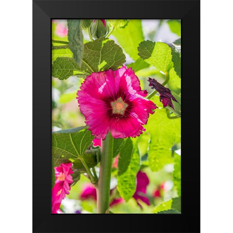Sarytag-Sughd Province-Tajikistan Hollyhock blossoms in the mountains of Tajikistan Black Modern Wood Framed Art Print by Wilson, Emily M.