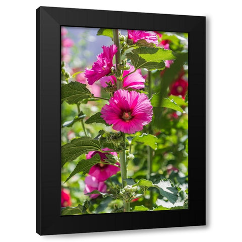 Sarytag-Sughd Province-Tajikistan Hollyhock blossoms in the mountains of Tajikistan Black Modern Wood Framed Art Print by Wilson, Emily M.