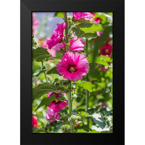 Sarytag-Sughd Province-Tajikistan Hollyhock blossoms in the mountains of Tajikistan Black Modern Wood Framed Art Print by Wilson, Emily M.