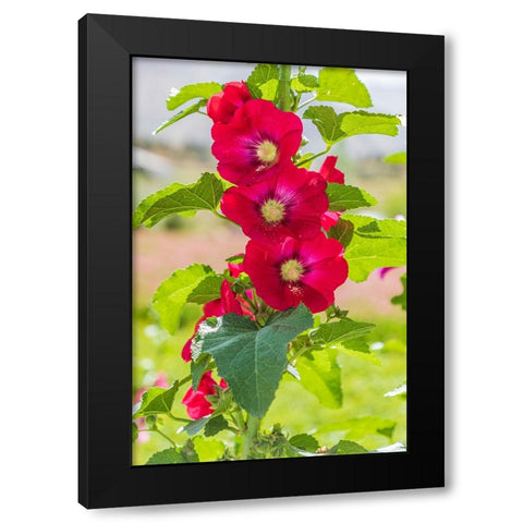 Sarytag-Sughd Province-Tajikistan Hollyhock blossoms in the mountains of Tajikistan Black Modern Wood Framed Art Print with Double Matting by Wilson, Emily M.
