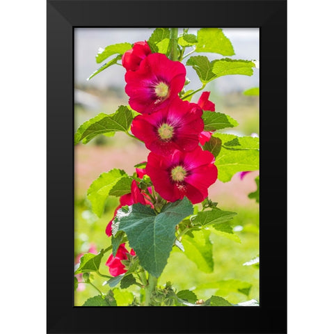 Sarytag-Sughd Province-Tajikistan Hollyhock blossoms in the mountains of Tajikistan Black Modern Wood Framed Art Print by Wilson, Emily M.