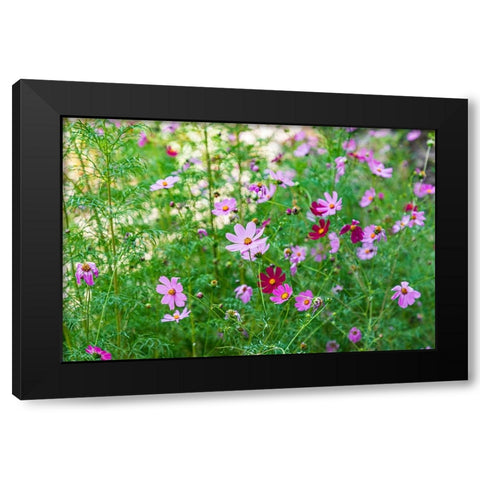 Haft Kul-Sughd Province-Tajikistan Purple daisies in the mountains of Tajikistan Black Modern Wood Framed Art Print by Wilson, Emily M.