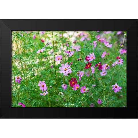 Haft Kul-Sughd Province-Tajikistan Purple daisies in the mountains of Tajikistan Black Modern Wood Framed Art Print by Wilson, Emily M.