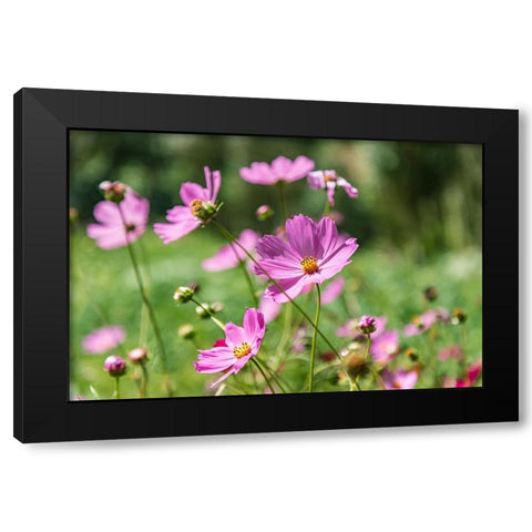 Haft Kul-Sughd Province-Tajikistan Purple daisies in the mountains of Tajikistan Black Modern Wood Framed Art Print by Wilson, Emily M.