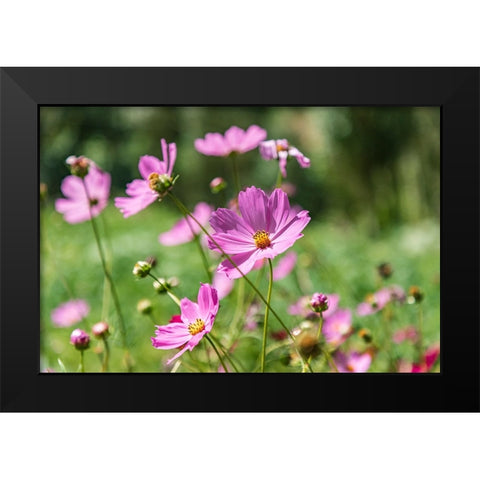 Haft Kul-Sughd Province-Tajikistan Purple daisies in the mountains of Tajikistan Black Modern Wood Framed Art Print by Wilson, Emily M.