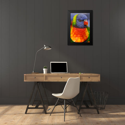 Rainbow lorikeet-native to Australia Black Modern Wood Framed Art Print by Jones, Adam