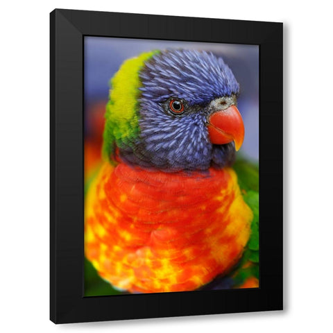 Rainbow lorikeet-native to Australia Black Modern Wood Framed Art Print with Double Matting by Jones, Adam