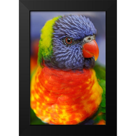 Rainbow lorikeet-native to Australia Black Modern Wood Framed Art Print by Jones, Adam