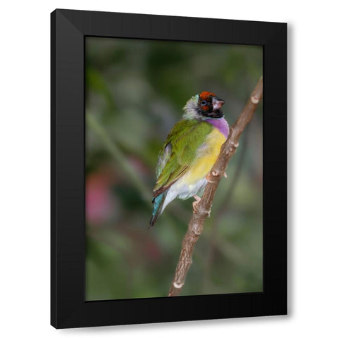 Lady Gouldian finch-Australia Black Modern Wood Framed Art Print with Double Matting by Jones, Adam